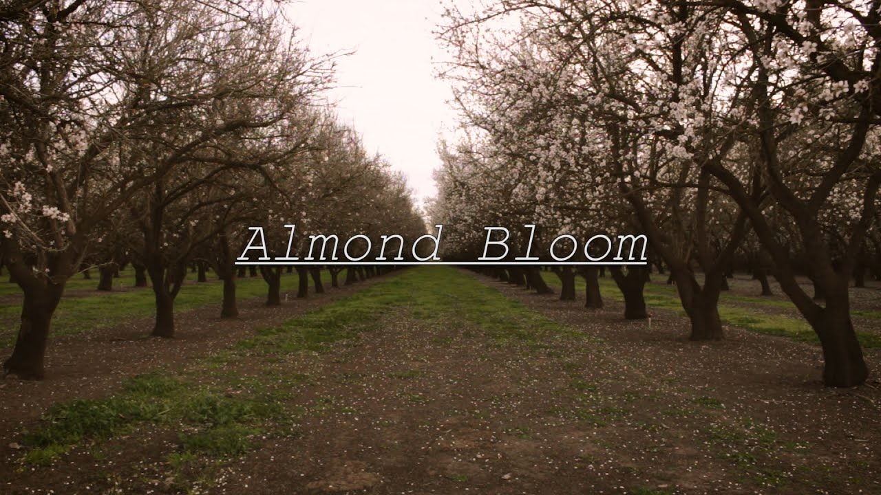 Braelen Addison - Almond Bloom (Lyric Video)