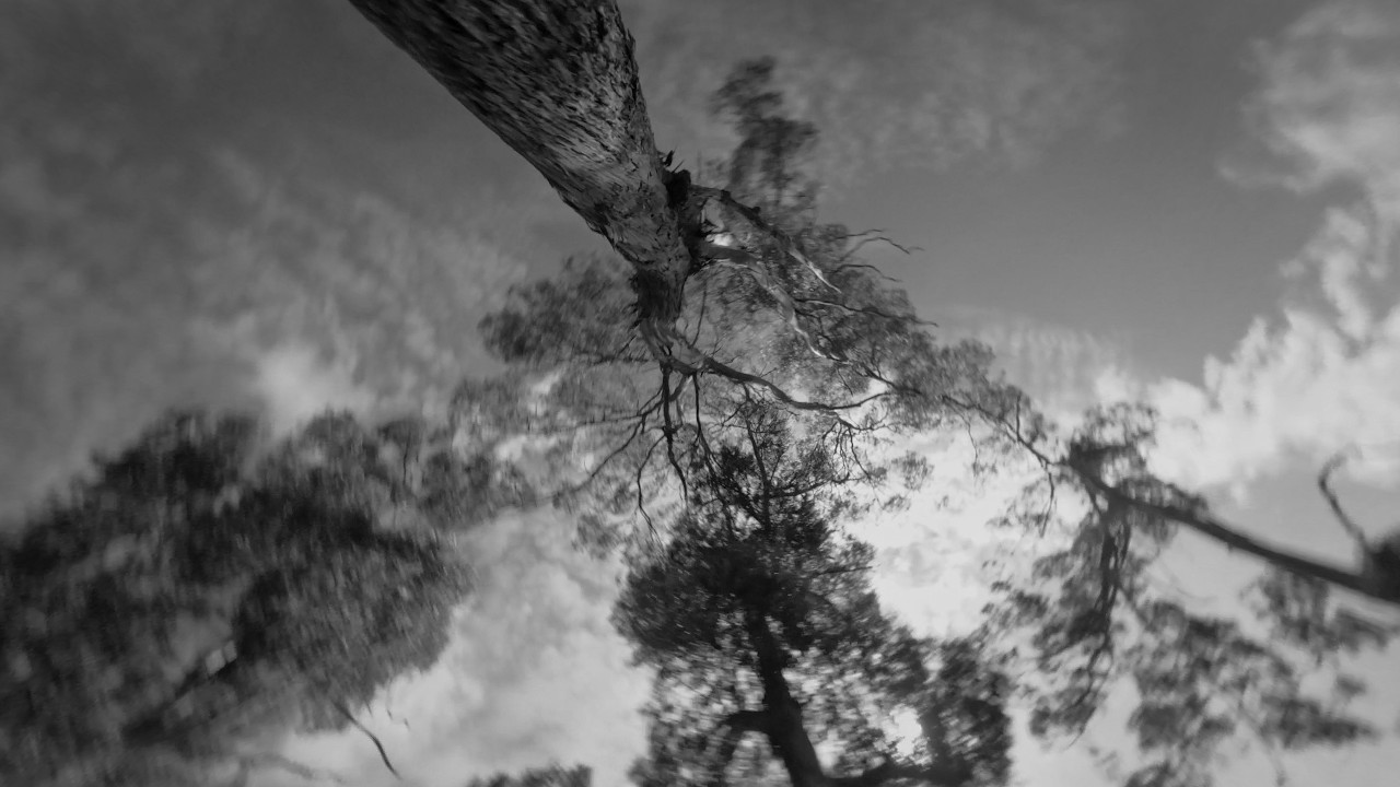 Trippy woods | FPV freestyle with 2s toothpick and meteor 75 pro whoop