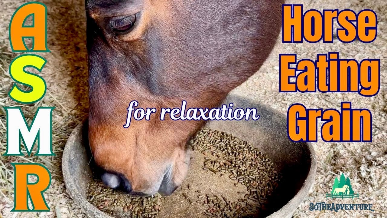 Horse Eating Grain ASMR | Calming Horse Chewing Sounds For Stress Relief & Relaxation 🎧🐴