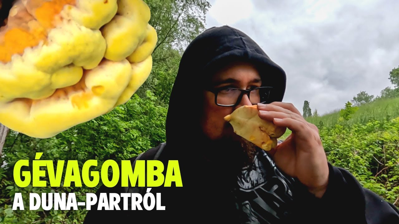Sárga GÉVAGOMBA a Duna-partról