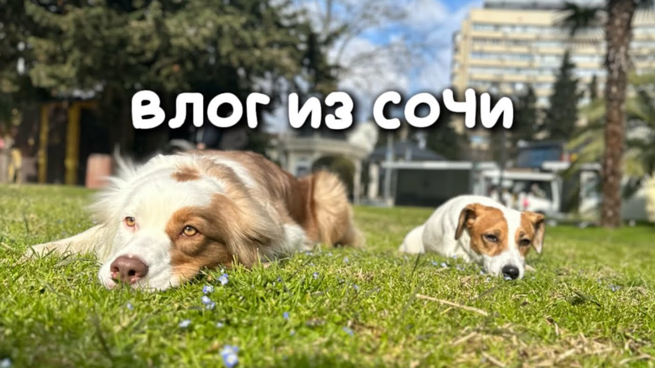 ВЛОГ С ПРОГУЛКИ В СОЧИ