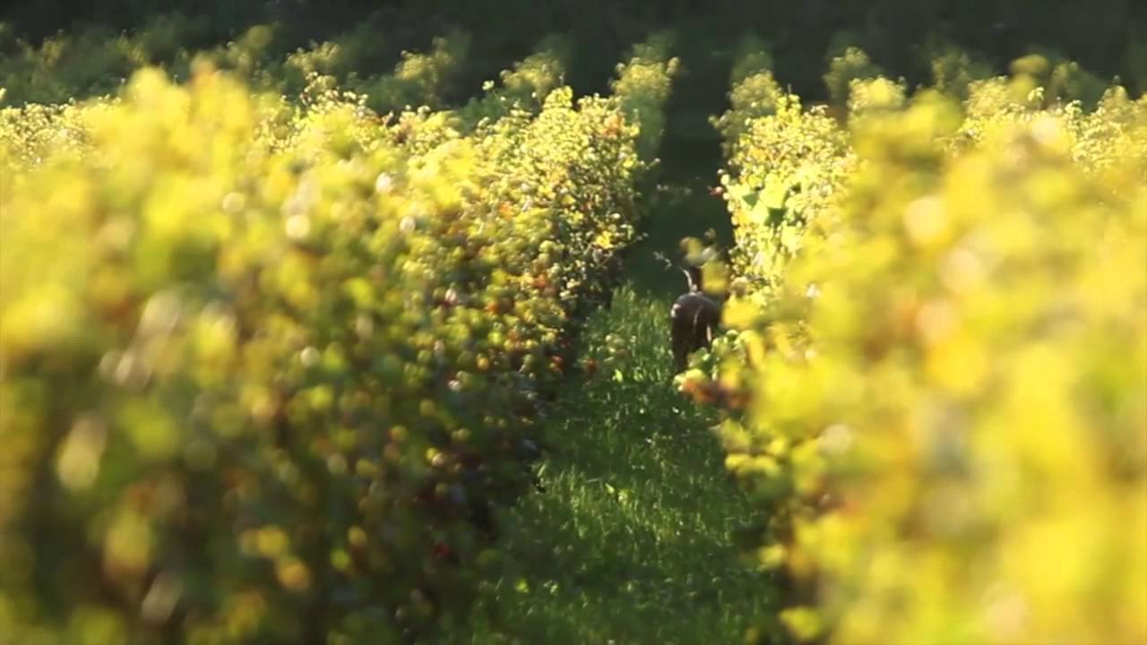 BATIC ZARIA  Orange Wine Organic Bio-Dynamic farming.mov
