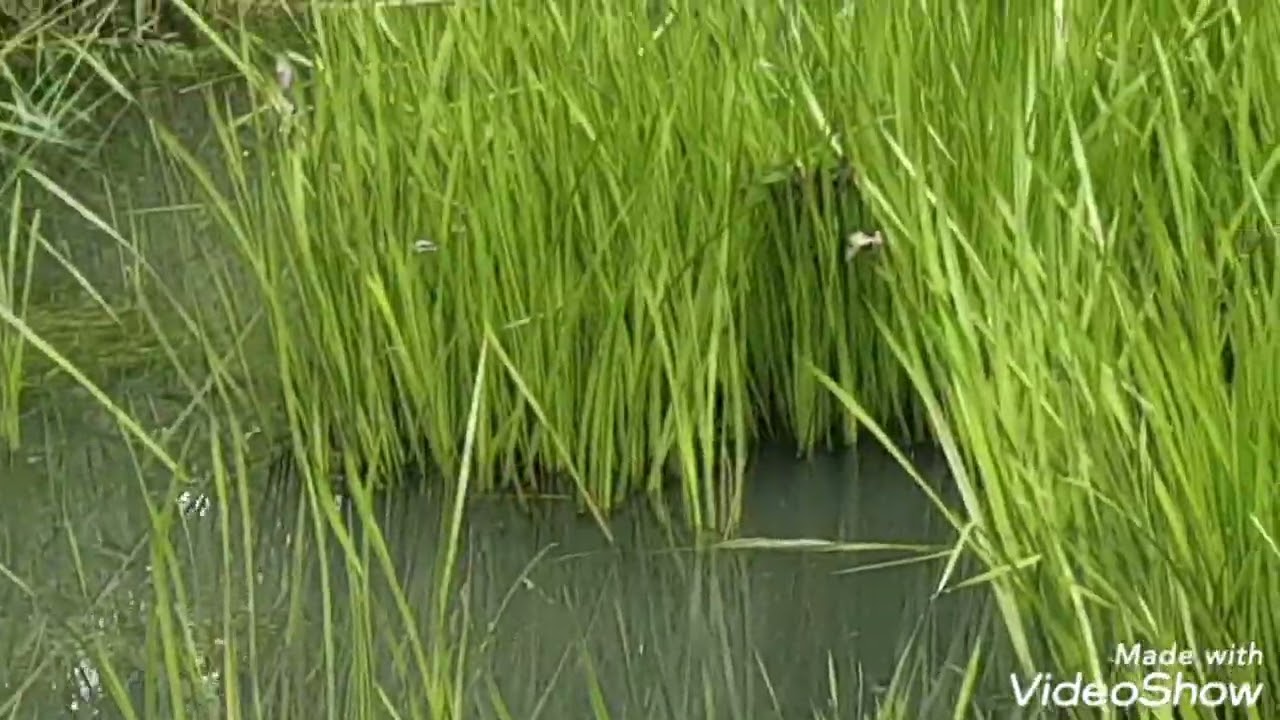 Visiting Gardens of Peace Muslim Cemetery