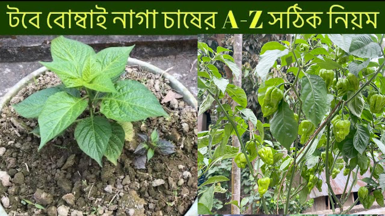 A-Z টবে বোম্বাই নাগা মরিচ চাষের সঠিক নিয়ম | Bombay Pepper plant in container |