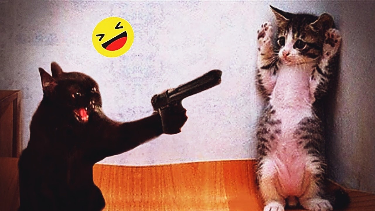 Try Not To Laugh 🥗 Funniest Cats & Dogs 😻 Funny Animals