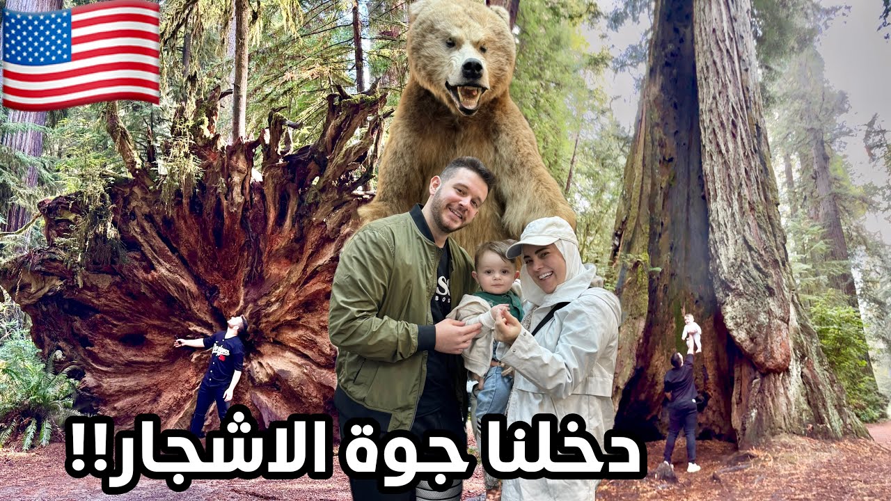 غابات الاشجار العملاقة المعمرة في امريكا كالفورنيا+اوريجن - اشجار اقدم من الاسلام!! - اشجار السيكويا
