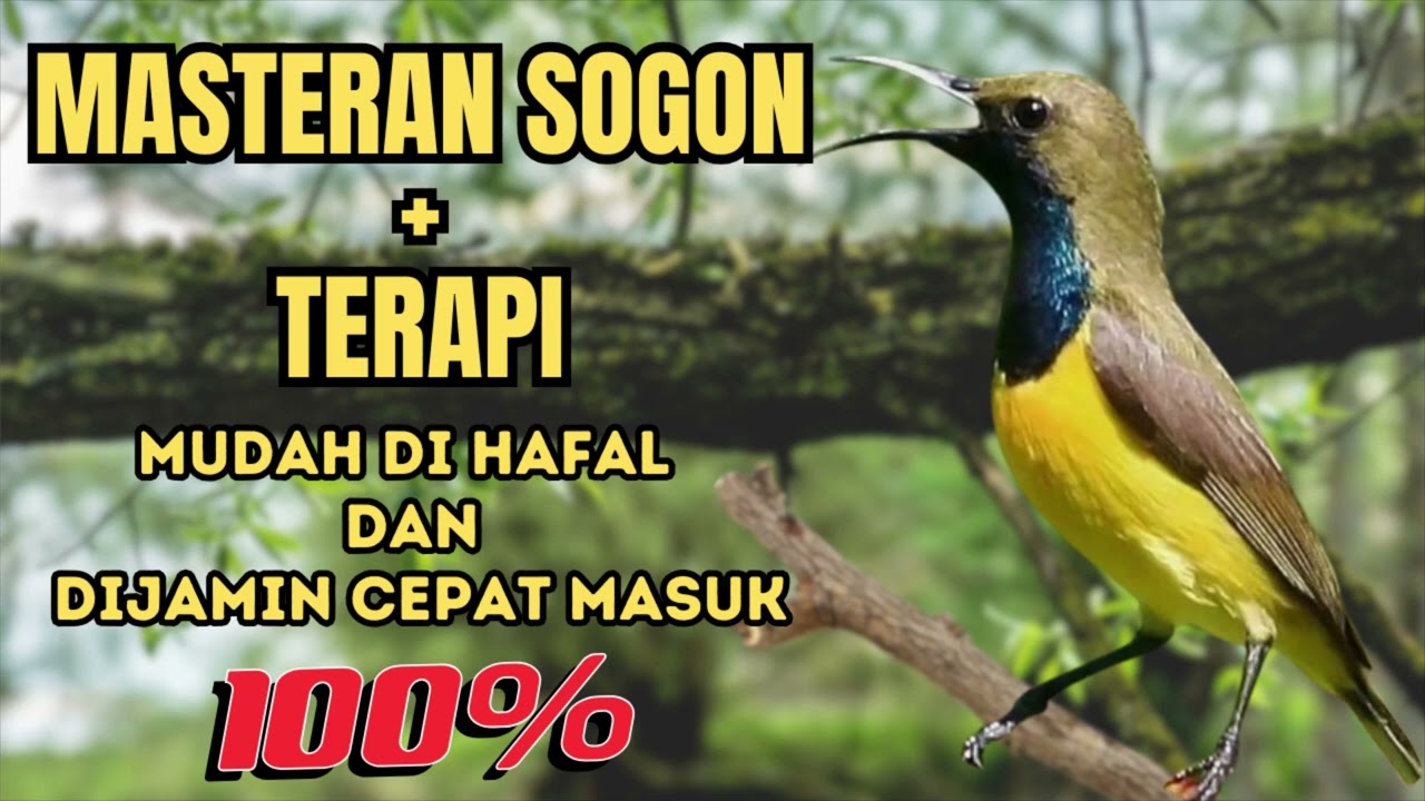 MASTERAN SOGON MATERI MEWAH / FULL ISIAN + TERAPI || Mudah dihafal dan dijamin cepat masuk