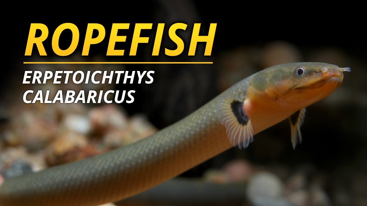 Виды в центре внимания | Ropefish