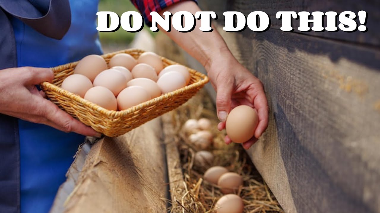 The Harsh Truth About Raising Local Chickens for Eggs - Why It's a Bad Business Decision!