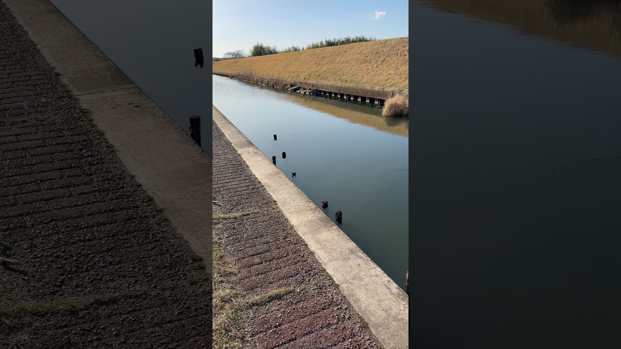 【印旛沼・江川】そろそろ魚入ってきてるのかな？  #shorts #印旛沼バス釣り #バス釣り