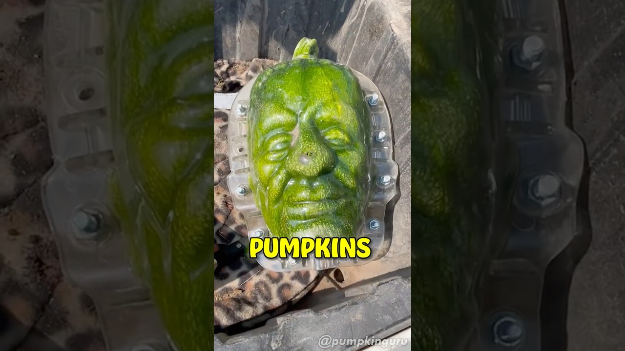 The Best Way To Grow Pumpkins!