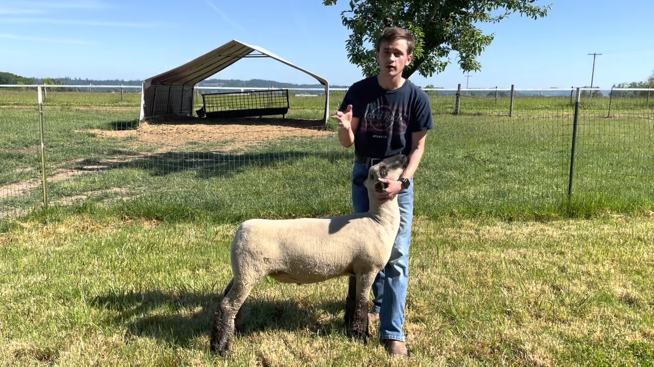 Bracing lamb