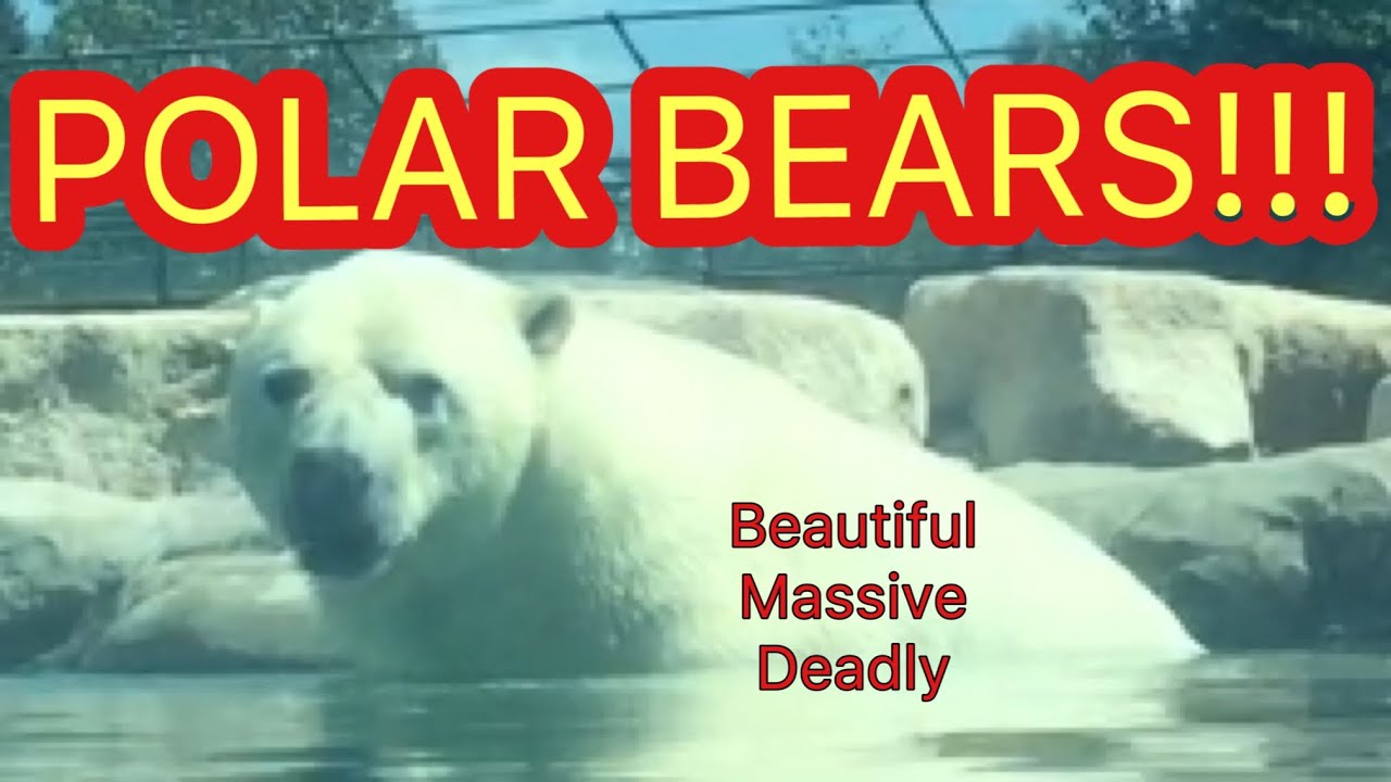 Канадская среда обитания белого медведя в Кокране, Онтарио — одно из самых крутых мест на свете!!