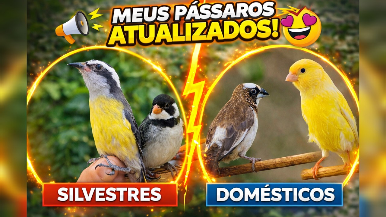🔥 ATUALIZAÇÃO DO MEU CRIATÓRIO! Veja Meus Pássaros Hoje 🐦🐦