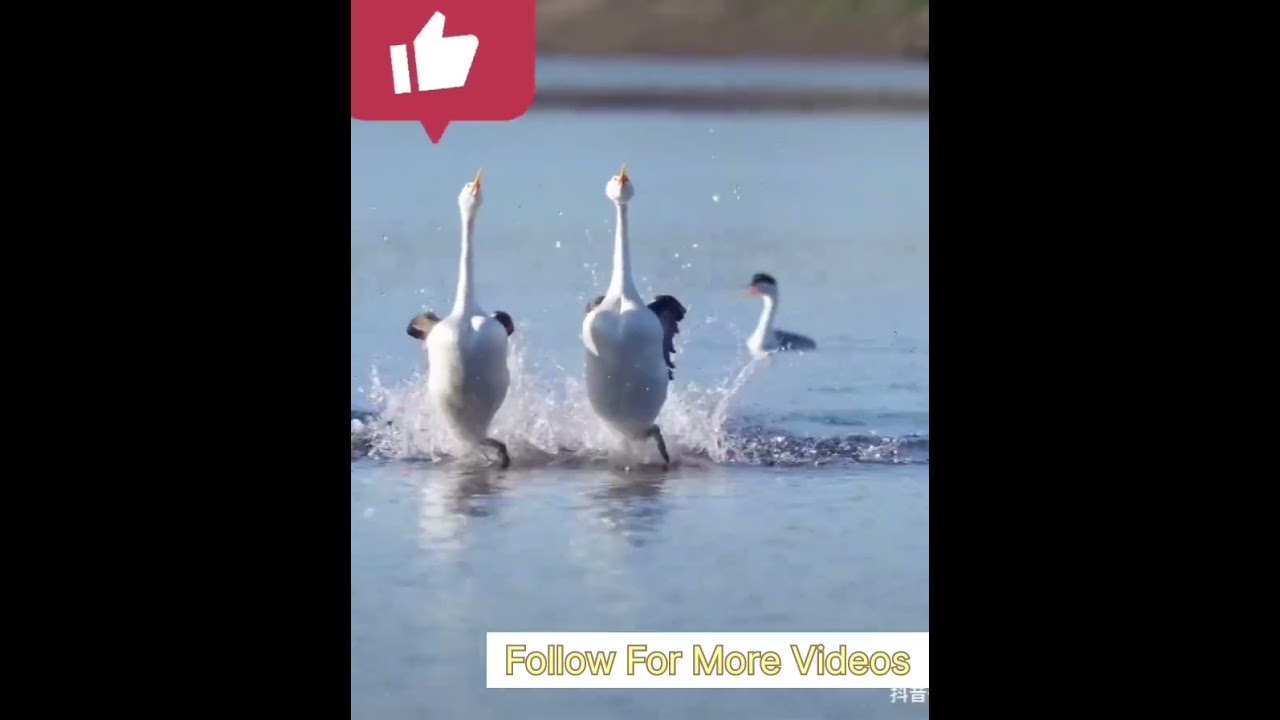 Birds Dancing with Jhume jo Pathan Song 💖 Hindi songs 
