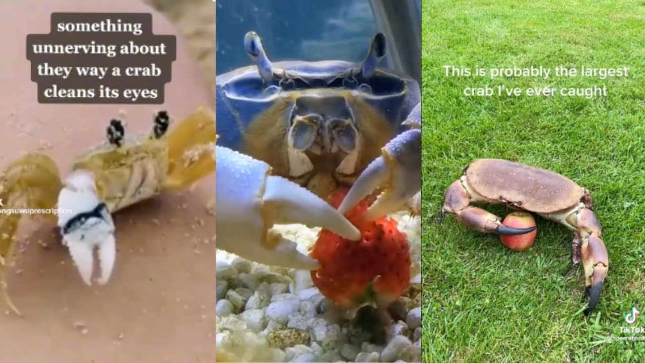 crab tiktoks cause crabs are neat