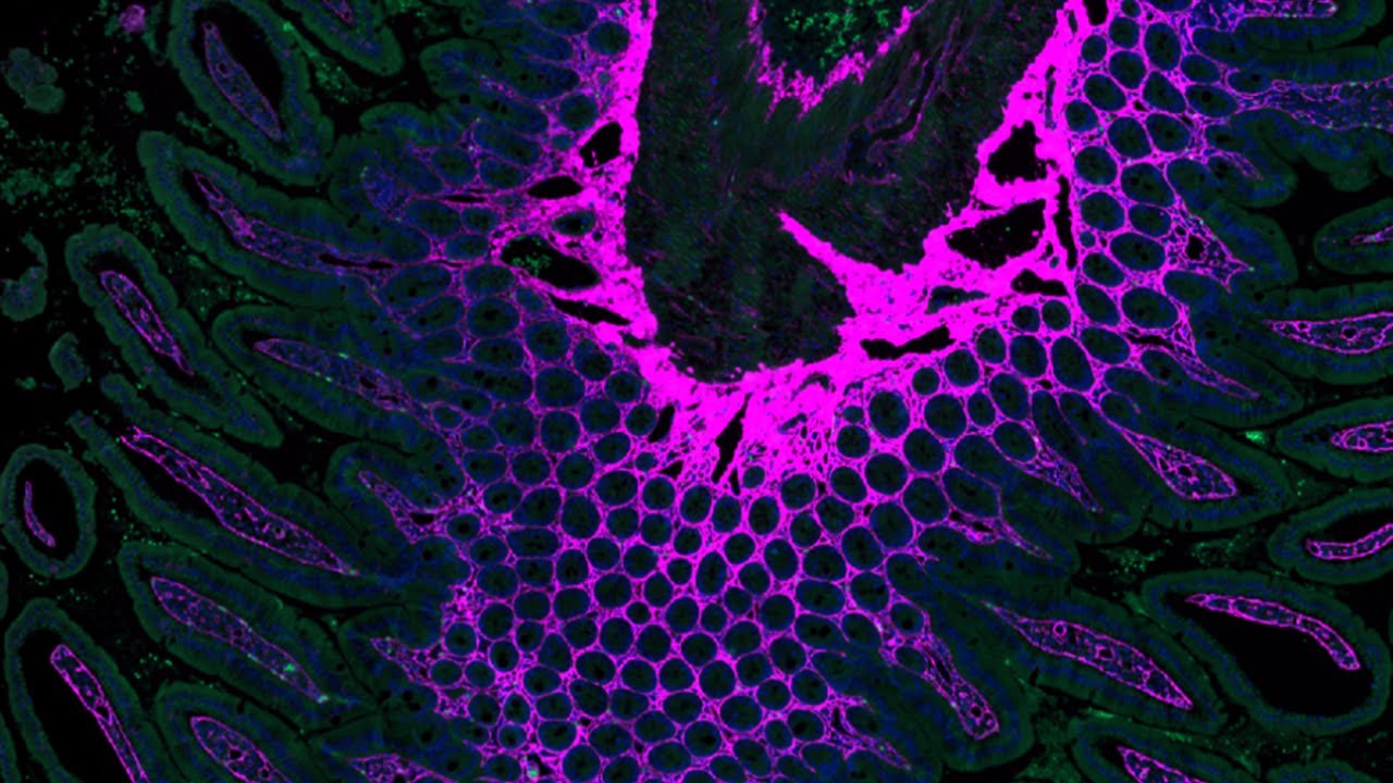 SDDRC - Classical staining techniques and multiplex immunofluorescence
