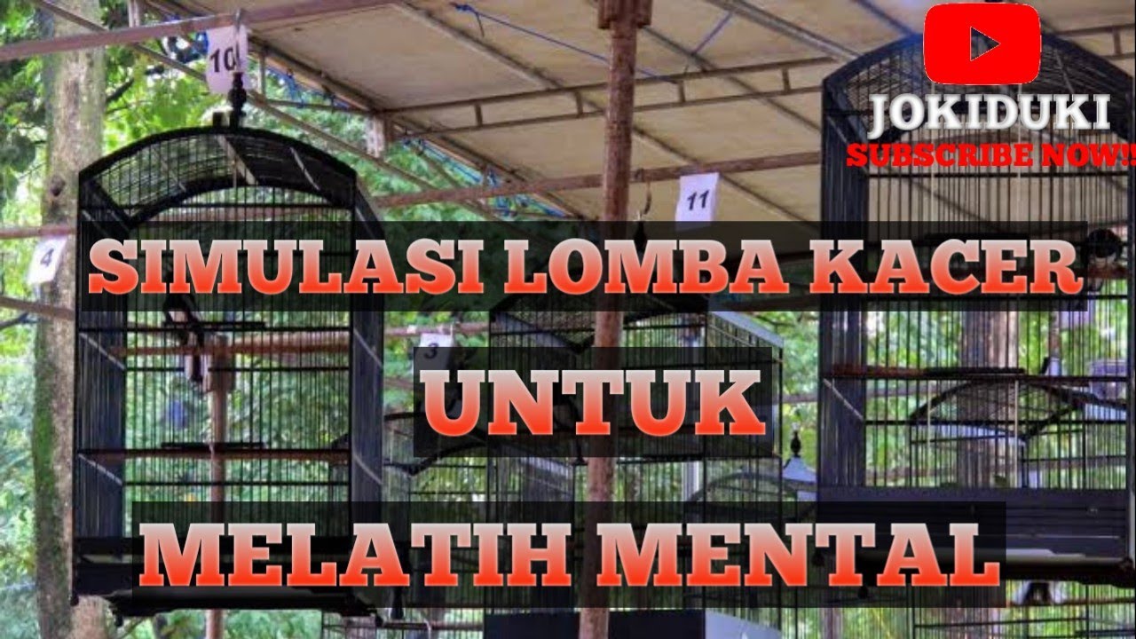 SIMULASI LOMBA KACER UNTUK MELATIH MENTAL BURUNG DI LAPANGAN!!!