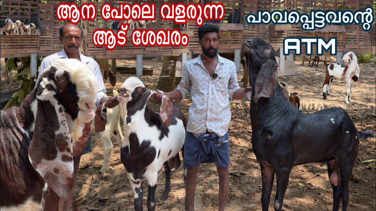 ആടുകളുടെ വളർച്ചയുടെ രഹസ്യം ക്വാളിറ്റി ആടുകളുടെ അപൂർവ്വ ശേഖരം new goat farming malayalam