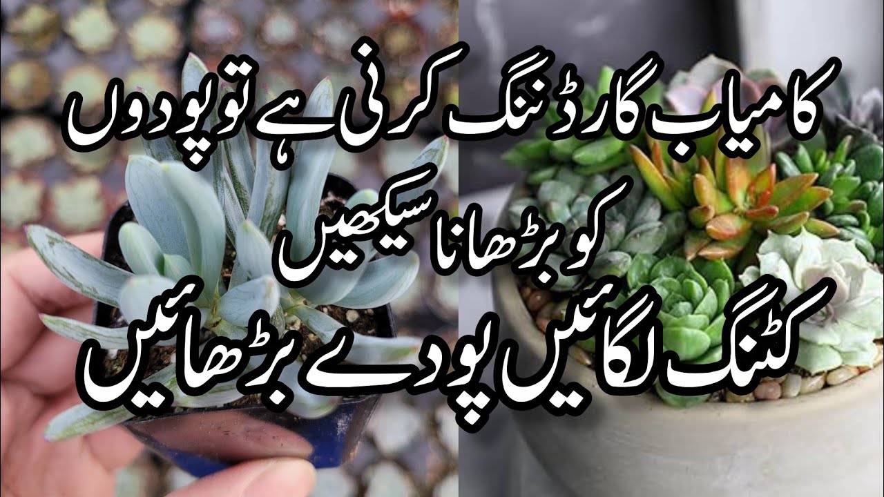 How to grow permanent hardy plants cuttings in winter.Grow hardy plants cuttings in January/February