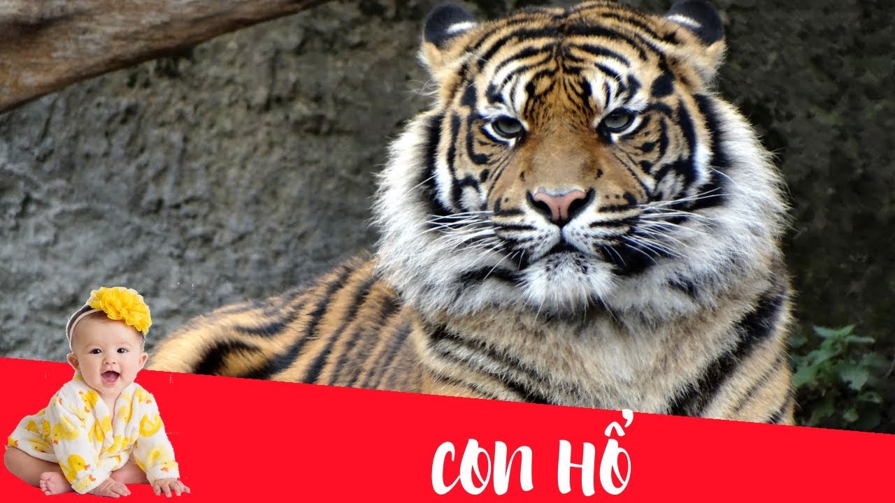 Dạy bé học nói con vật tiếng Việt | Con hổ | Dạy trẻ thông minh sớm