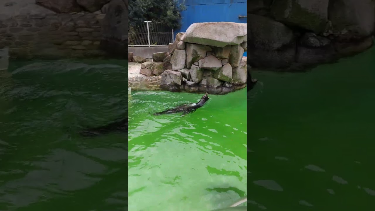Chiba City Zoo #zoo #dolphin #city #japan