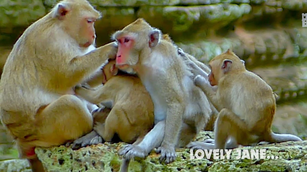 Lovely monkey Family... Lovely money Jane well nursing cute monkey Jody and Janna help grooming mum