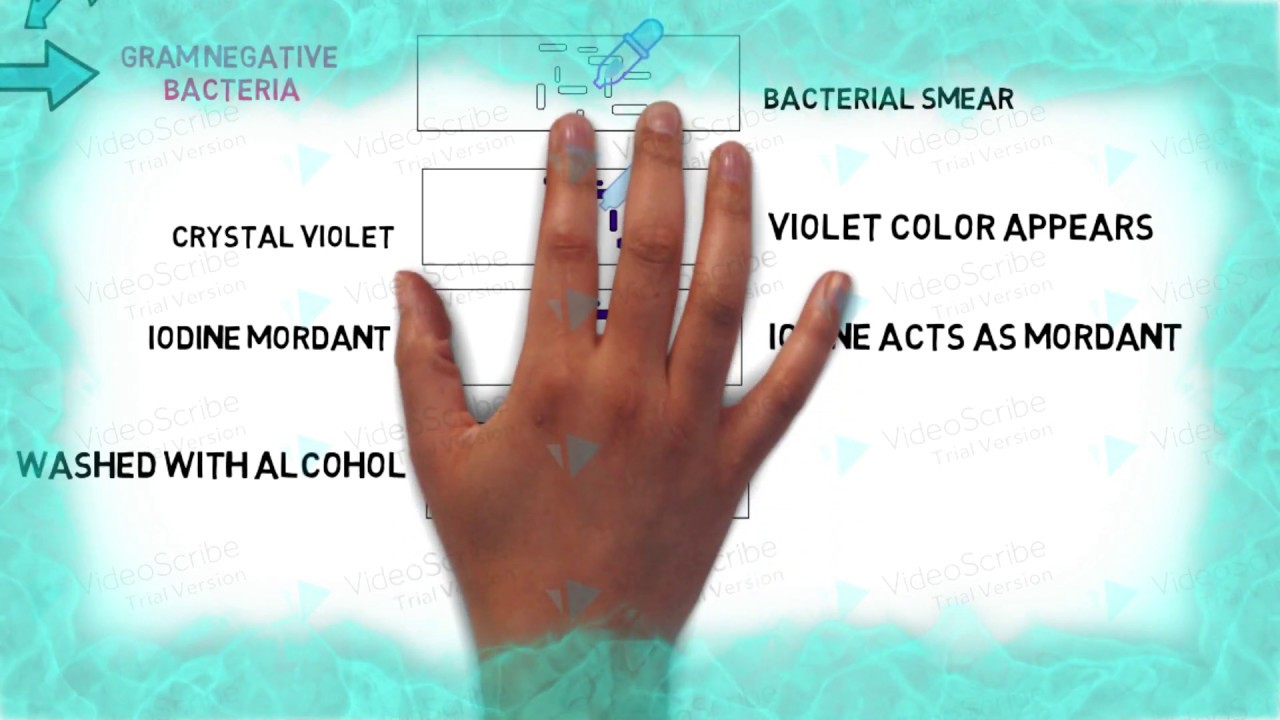 Gram Staining Procedure & Principle | Gram staining step by step Method |  Gram & Acid-Fast Staining