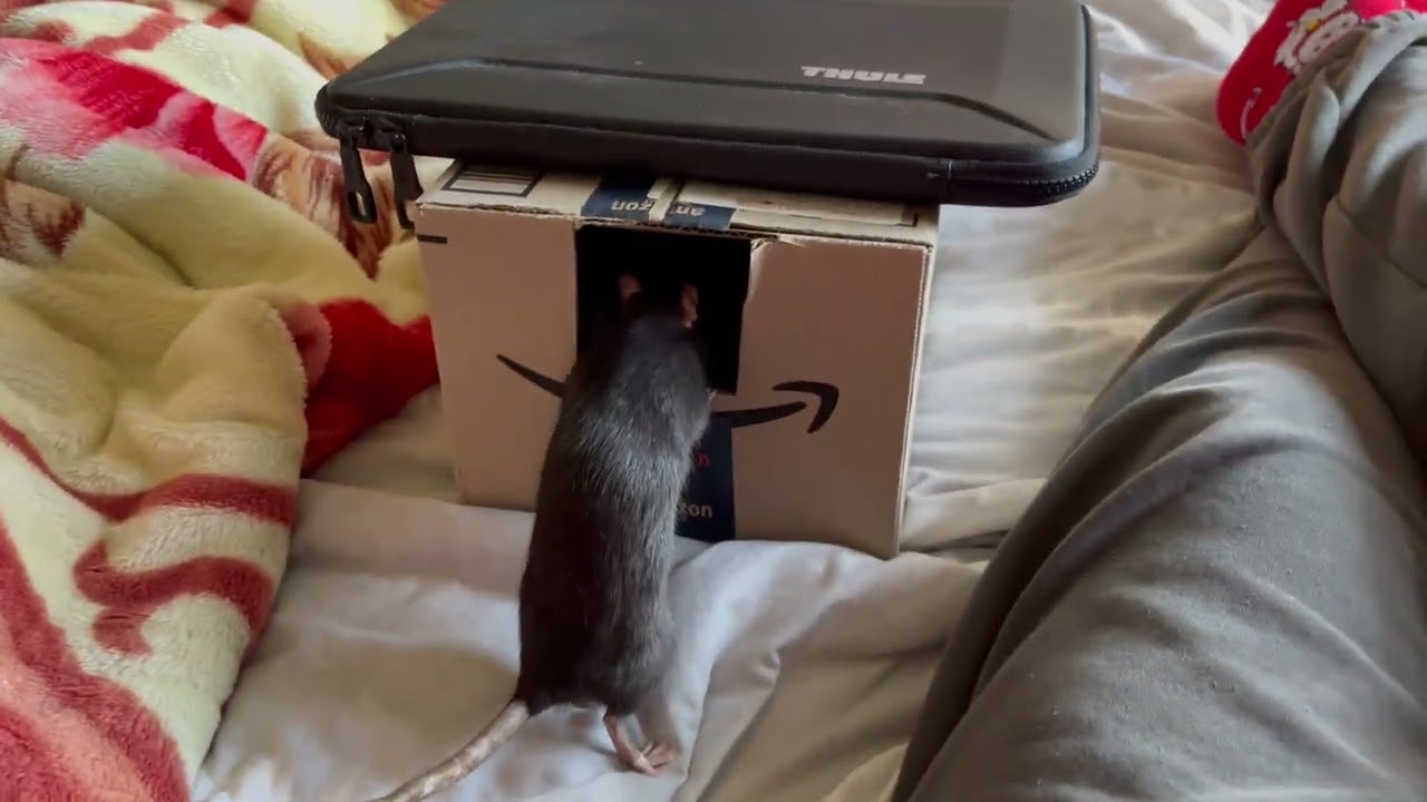 Rat loves her pet cat - 30/05/2024