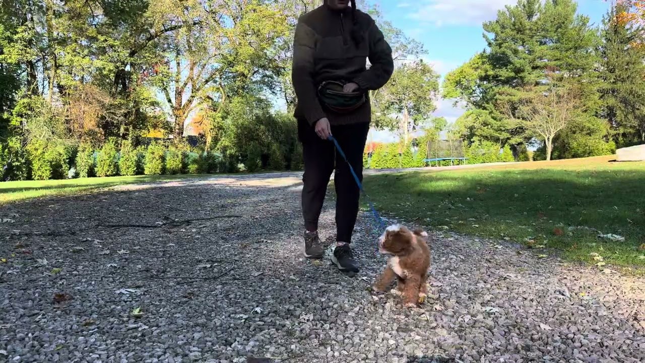 Clarabelle Training Session 