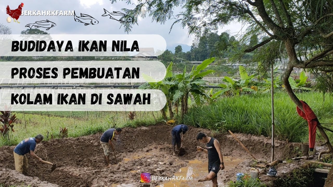 PROSES PEMBUATAN KOLAM IKAN DI SAWAH II Part #1 KOLAM BERKAHRKFARM