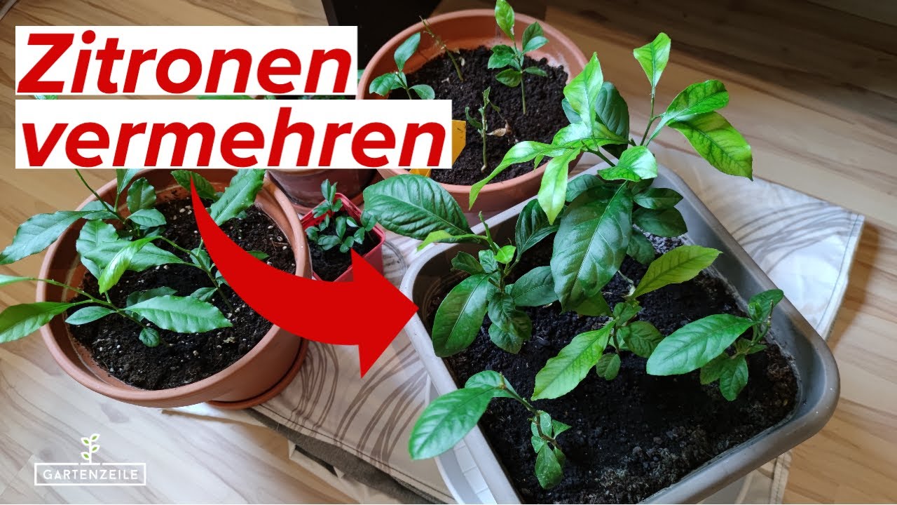 Zitronen aus Kernen vermehren - So gelingt es! [Schritt für Schritt Anleitung]