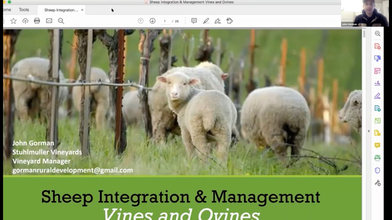 Vines & Ovines: using grazing to manage vegetation & control weeds
