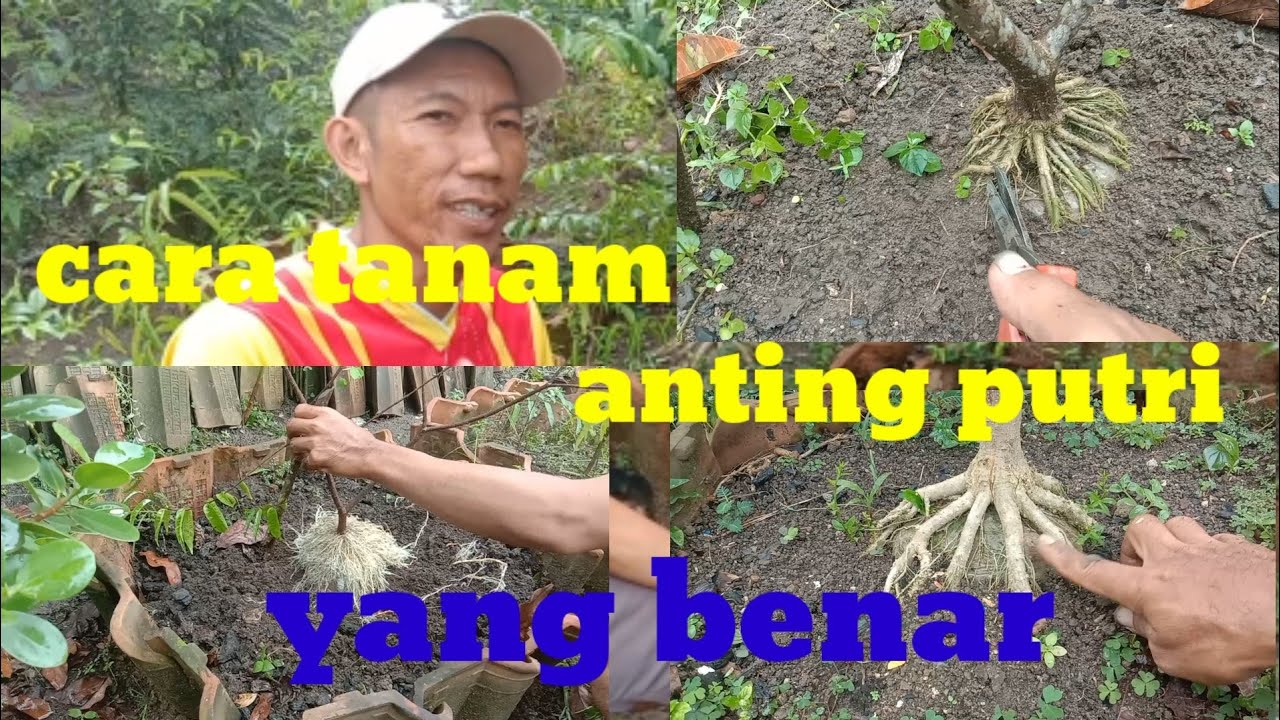 CARA MENANAM ANTING PUTRI DALAM GROUND YANG BENAR#belajarbonsai#bonsaiantingputri#@mas Anwar#