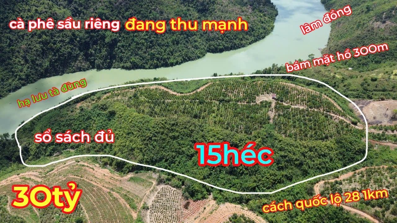 Bán 15 HÉC Đất Vườn Cà Phê,Sầu Riêng đang thu đậm,bám hồ 3OOm tuyệt đẹp ở Ha Lưu Hồ Tà Đùng,3O TỶ