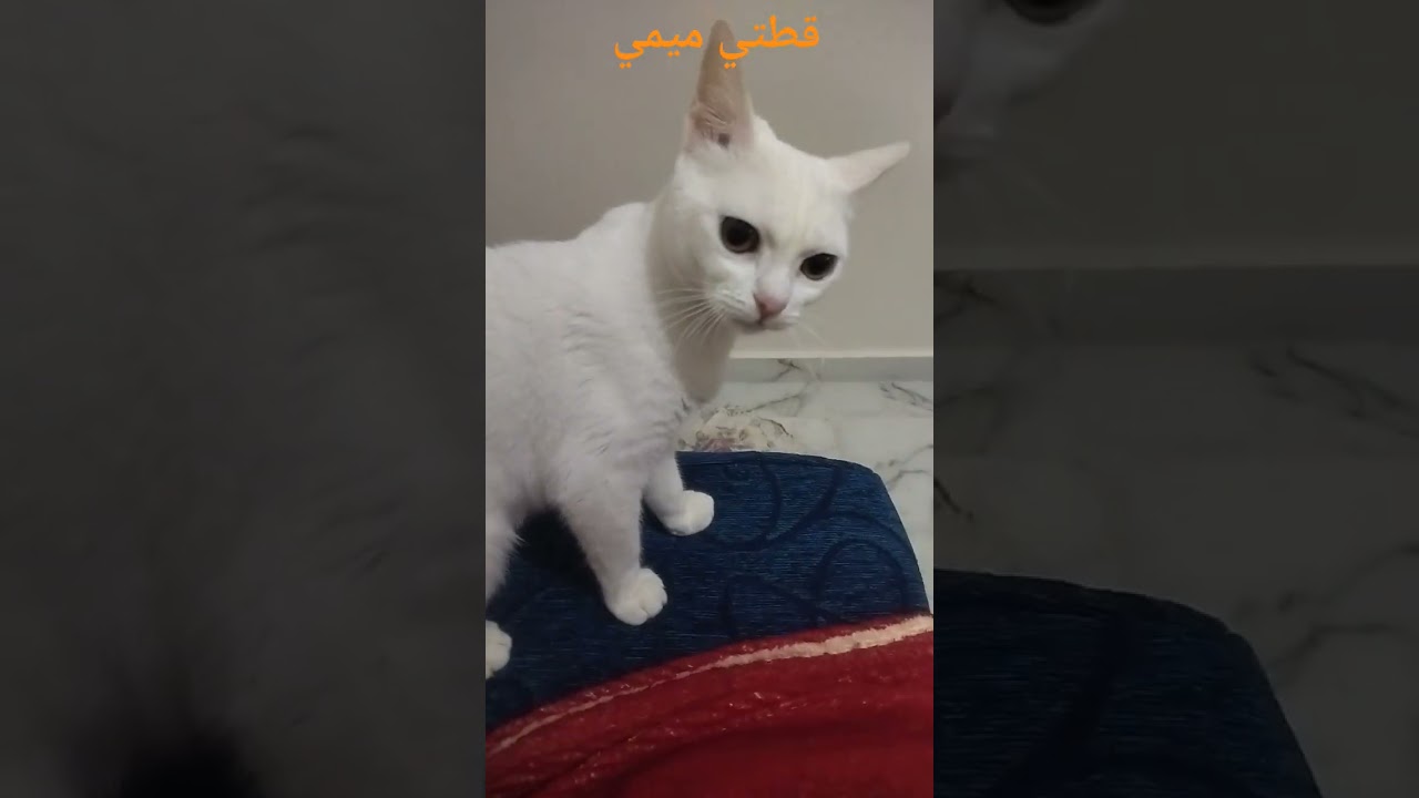 قطتي ميمي نشيطة