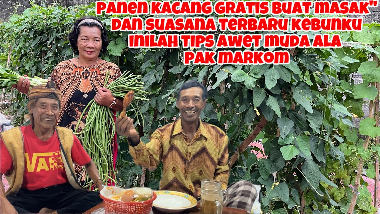 PANEN KACANG GRATIS BUAT MASAK