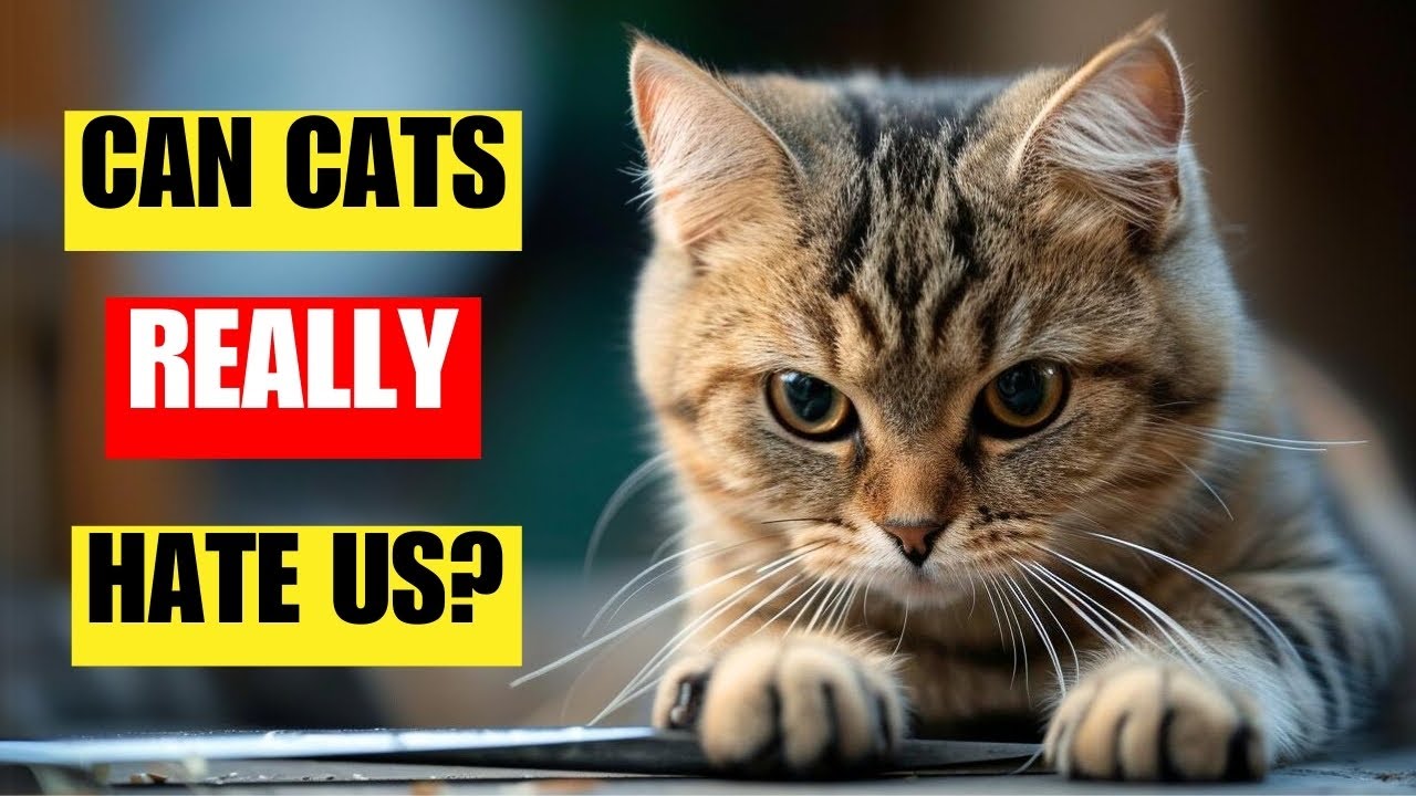 10 signs that will help you understand if your cat hates you | Watch closely