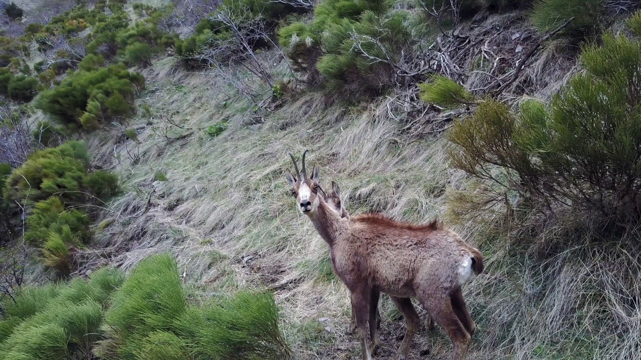 Rencontre avec la faune de Cerdagne en drone - 4K