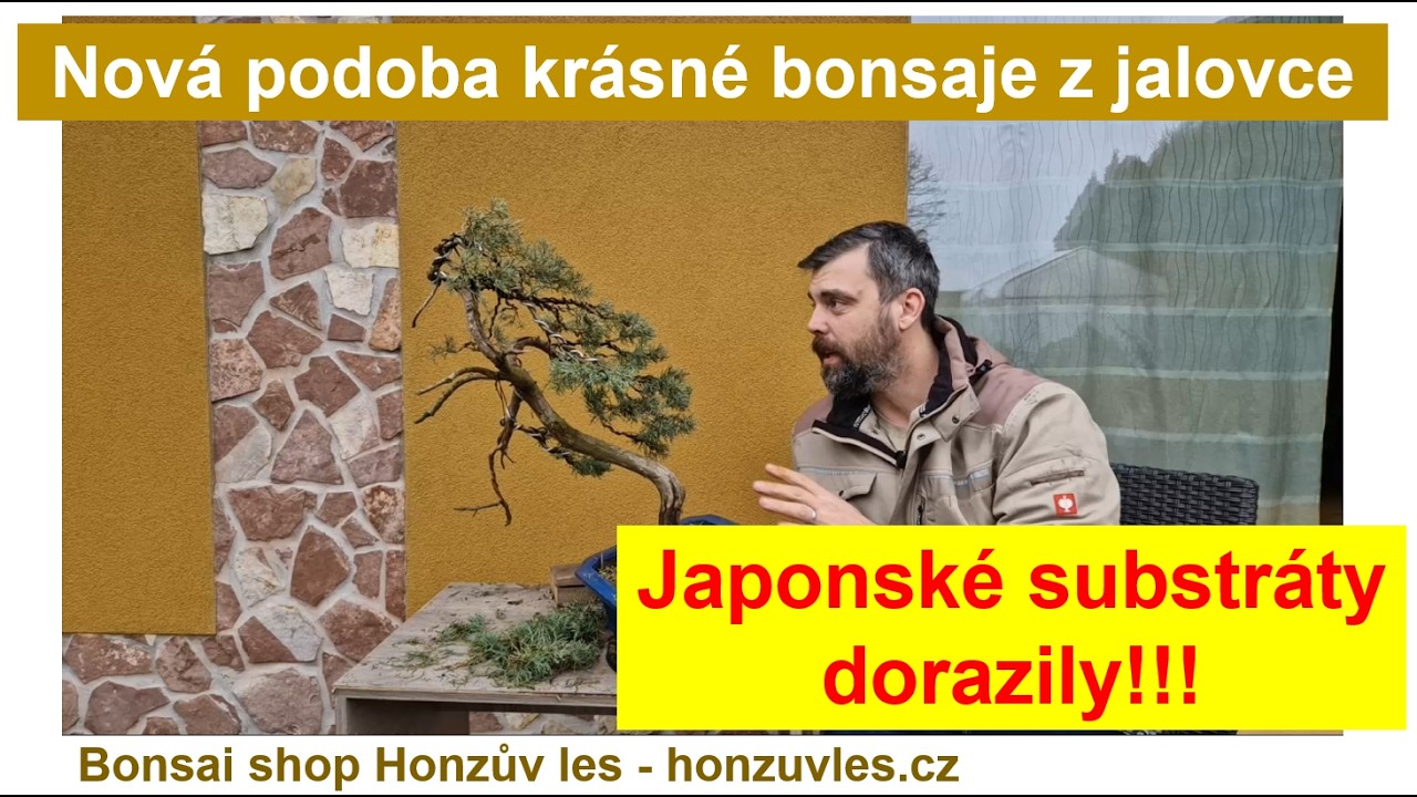 Nová podoba krásné bonsaje z jalovce