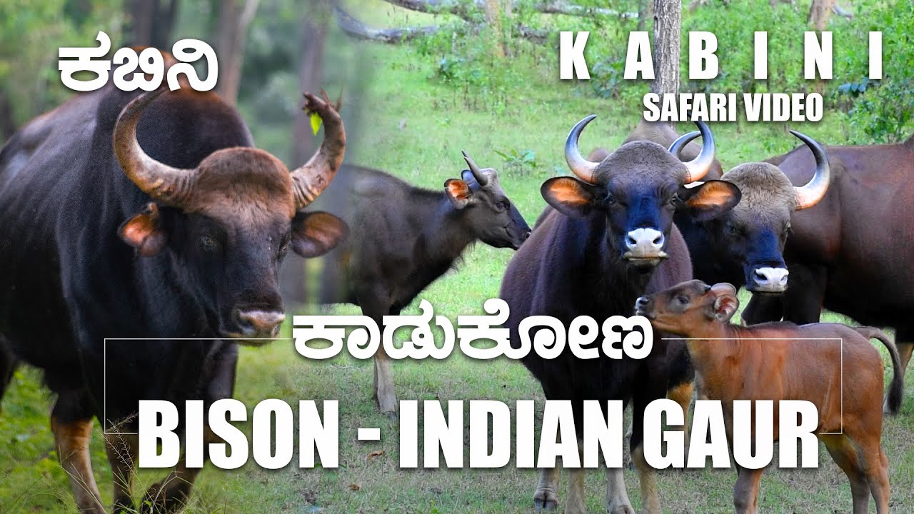 Bison -  Indian Gaur - Nagahole - Kabini  #nature  #Bison #indiangaur #kabini #wildlife #india