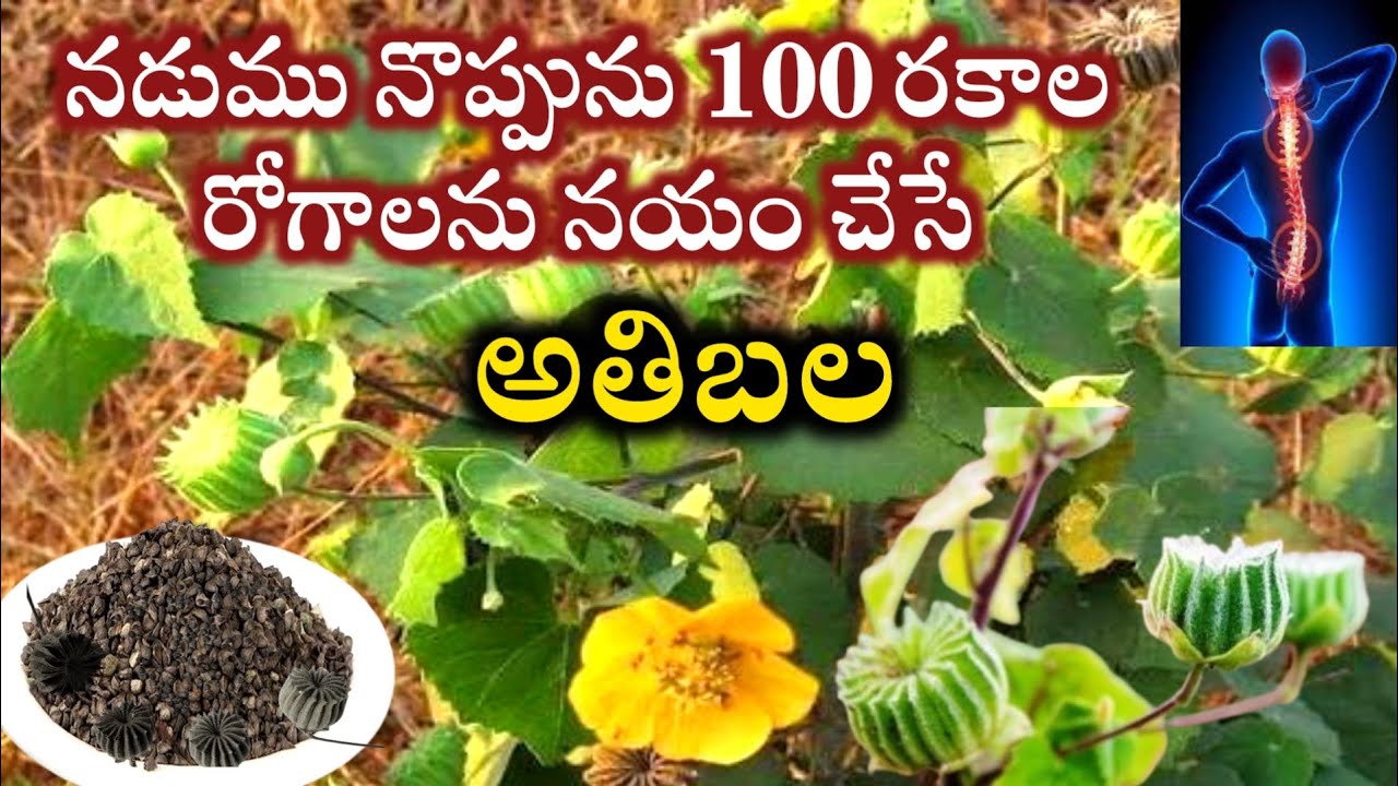 నడుము నొప్పులు 100 రకాల రోగాలను నయం చేసే అతిబల#ayurvedicplants @Astrolifeparihar 