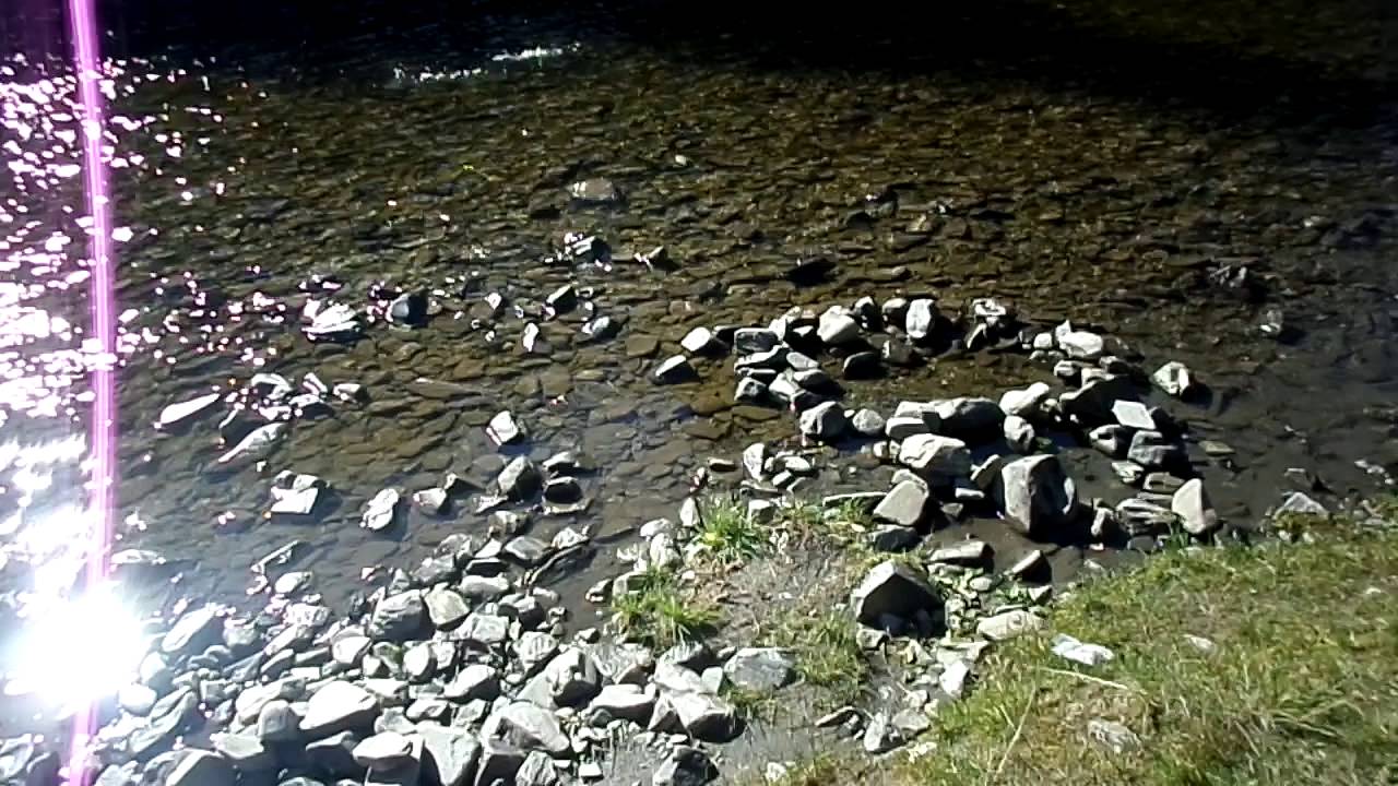 Sm&aring;laks i Reisaelva