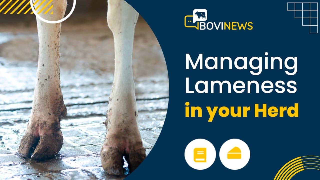 Webinar: Managing Lameness in your Herd