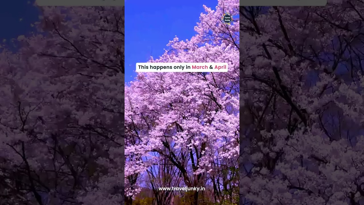 Want to see Cherry Blossom in Japan❤️🥰