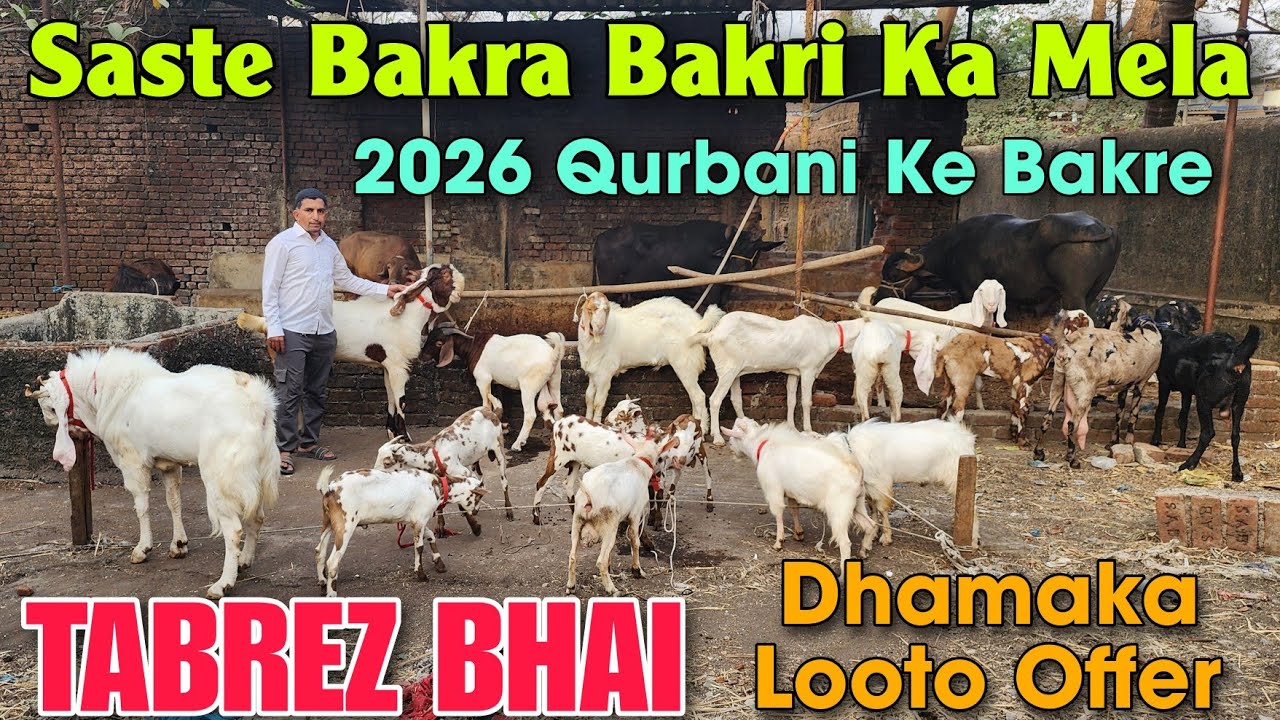 Saste Bakra Bakri Ka Mela At TABREZ BHAI | 2026 Qurbani Ke Goat In Bhiwandi 