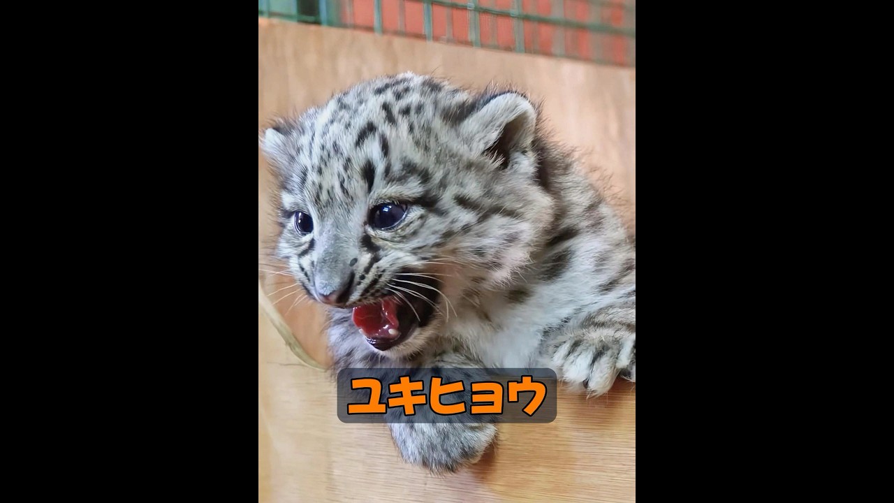 雪山に生息する動物の中で、ユキヒョウは最も力強い動物でしょうか？ #animals #動物 #自然