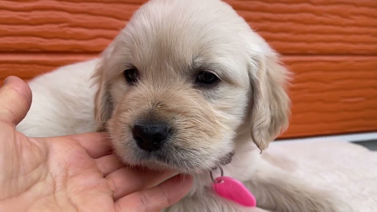 チョコの子犬１１番君