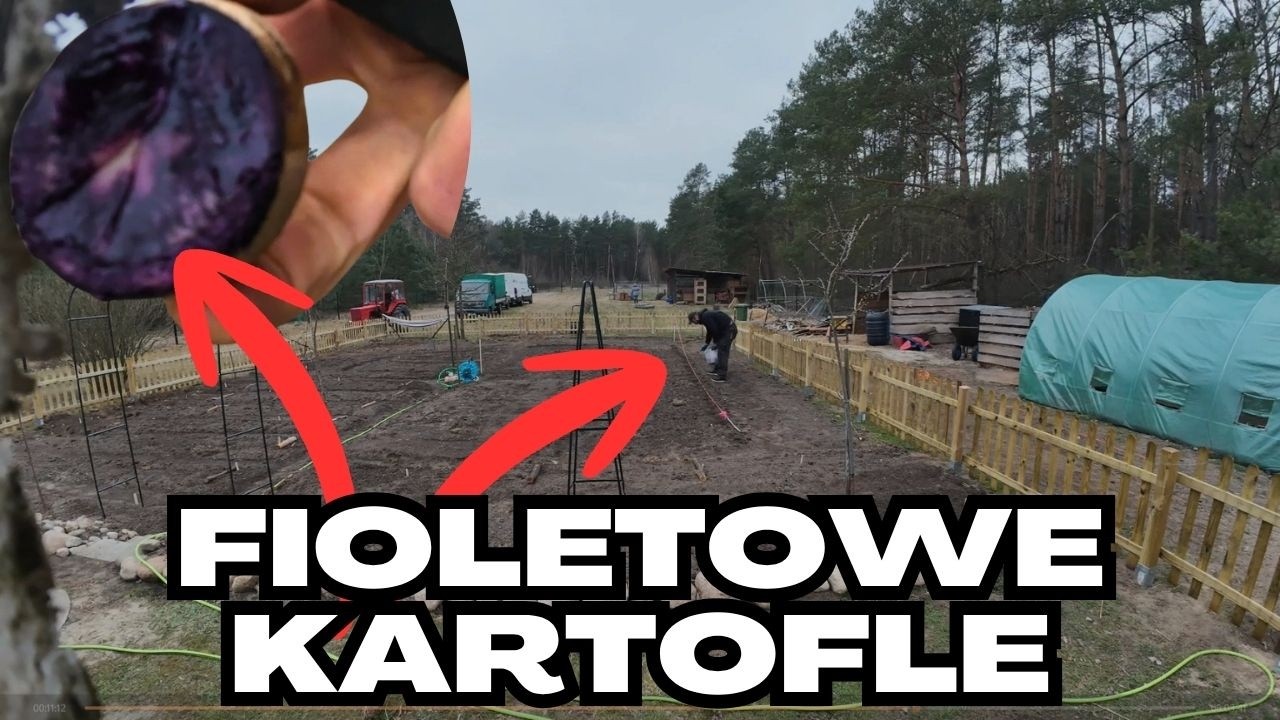 Sadzenie fioletowych ziemniak&oacute;w Provita
