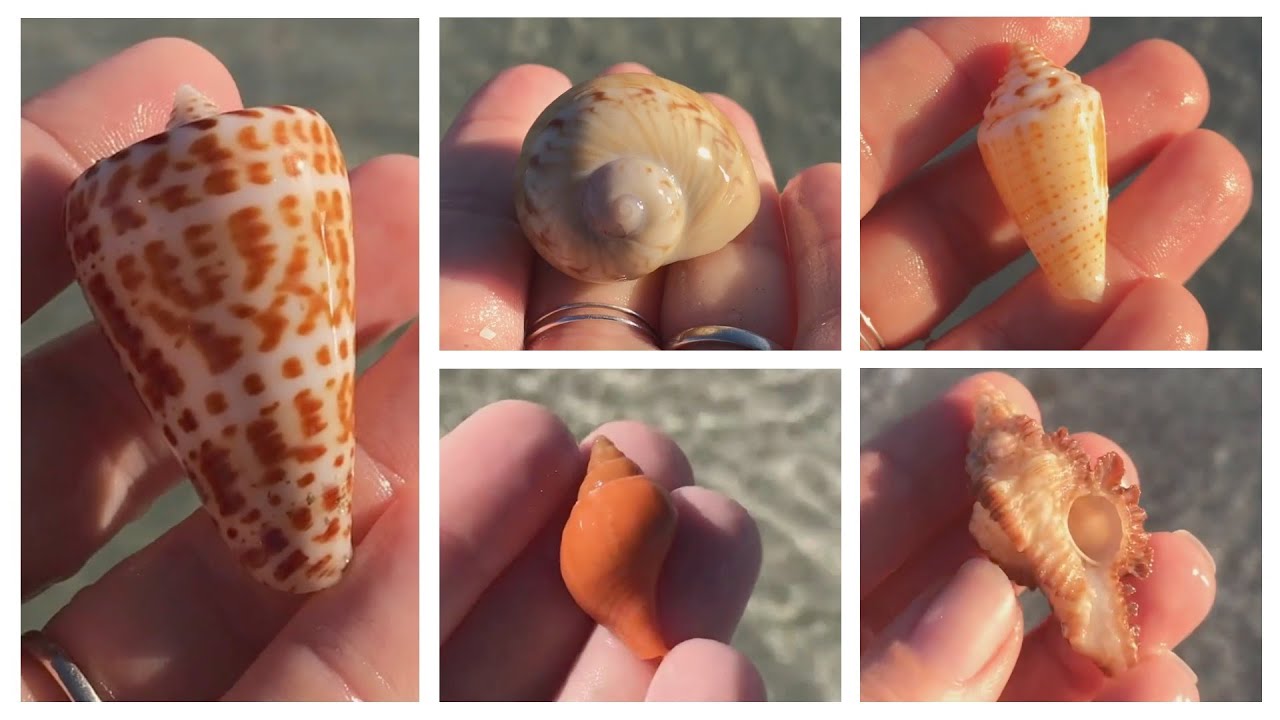 Florida shelling; Negative low-tide shelling at Little Hickory Island. Live tulip encounter!